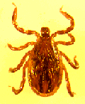 [Image: deertick.gif]