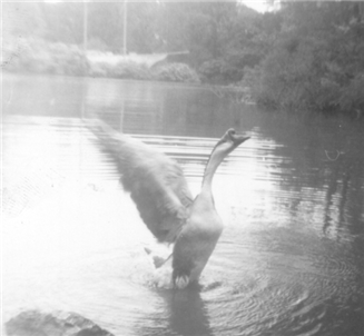 Jake the Goose in 1955