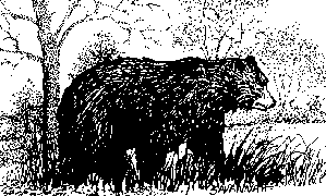 Black Bear